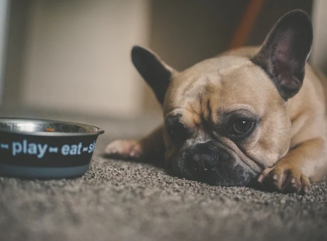 Nutrition care for pets