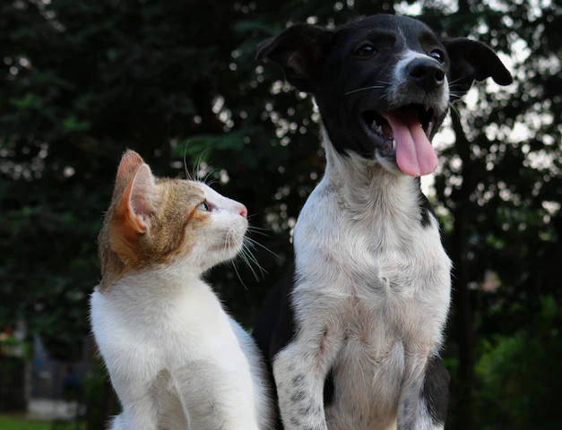 catanddog