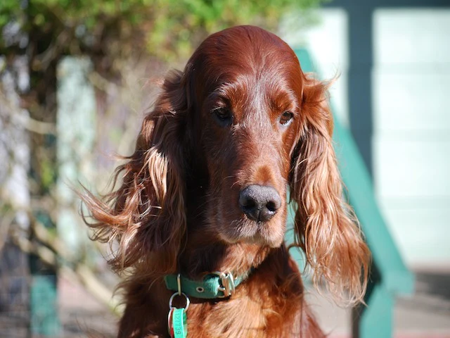 setter