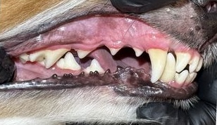 After Dental Cleaning
