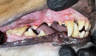 Before Dental Cleaning