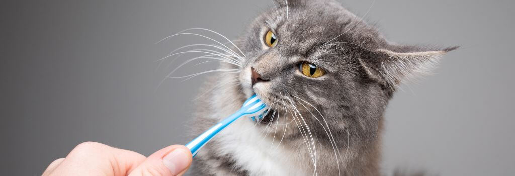 Brushing a cat's teeth