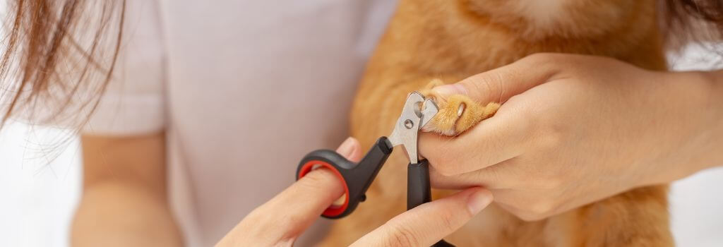 Cat nail trimming