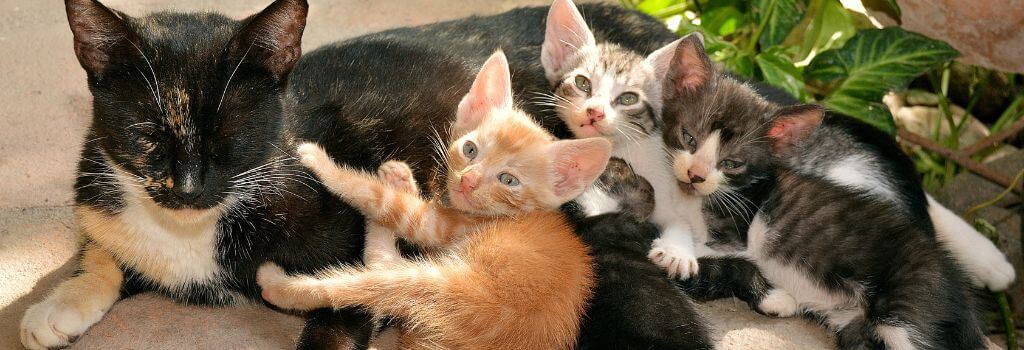 Cat with kittens contributing to overpopulation.