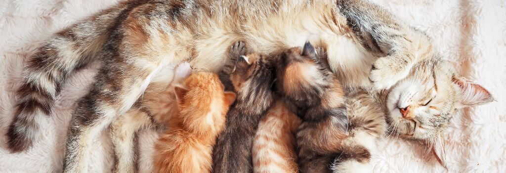 Mother cat and kittens