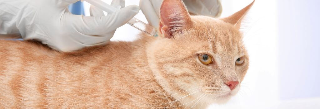 Cat getting vaccination