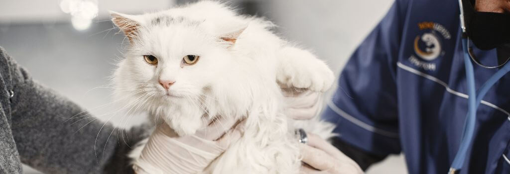 Cat at the vet for a cat wellness exam