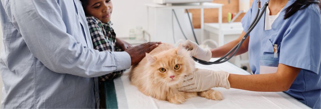 Vet using stethoscope on a cat