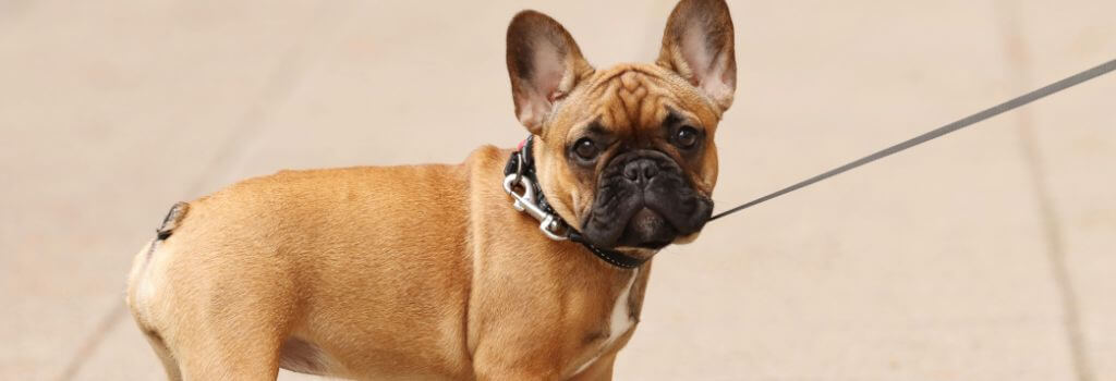 French Bulldog on a leash