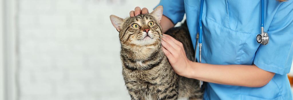 Cat that could contract feline heartworm without regular prevention