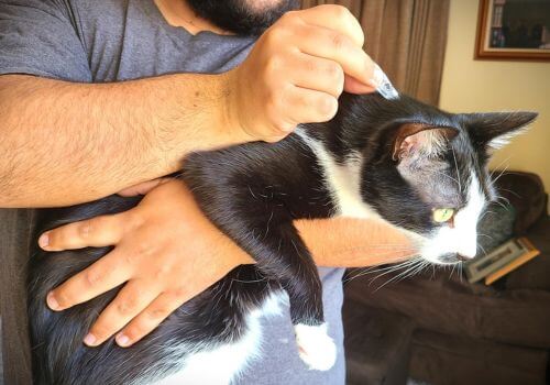 Cat receiving heartworm prevention for cats