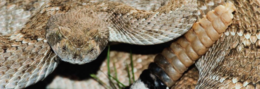 Western Diamondback Rattlesnake