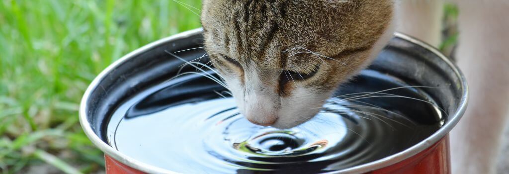 Outdoor cat drinking water to avoid dehydration