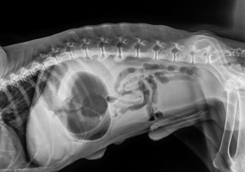 Xray of a dog with bloat, GDV in dogs causing stomach twisting