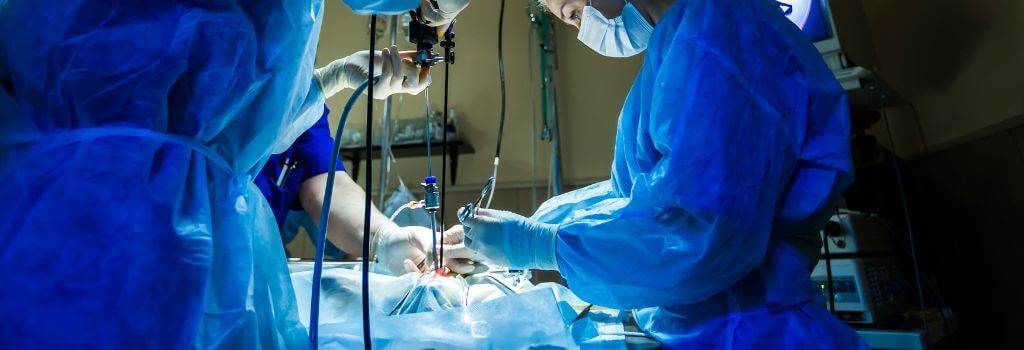 Laparoscopic gastropexy for dogs to prevent bloat