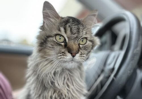 Mumford, a gray cat, who had to be euthanized due to lymphoma.