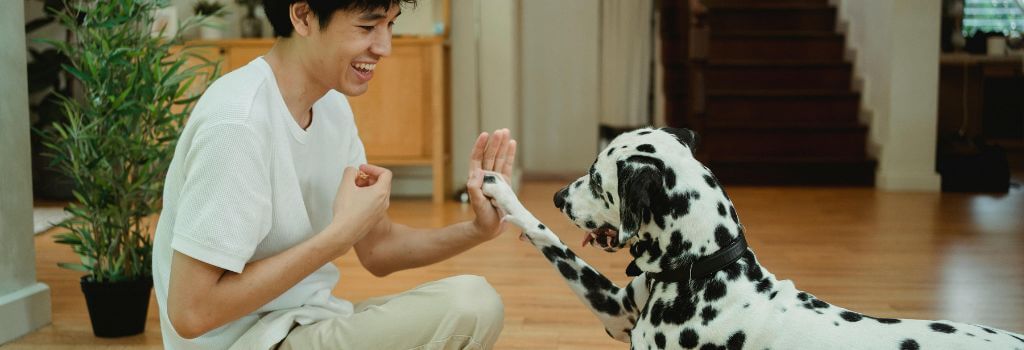 Owner training dog with positive reinforcement