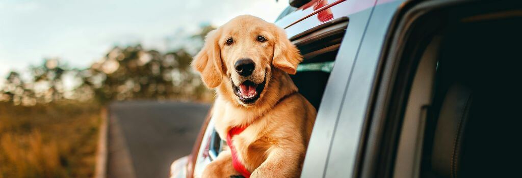 Dog with its head out a car window during holiday dog travel