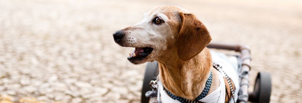 Senior dog in a dog wheelchair with limited mobility