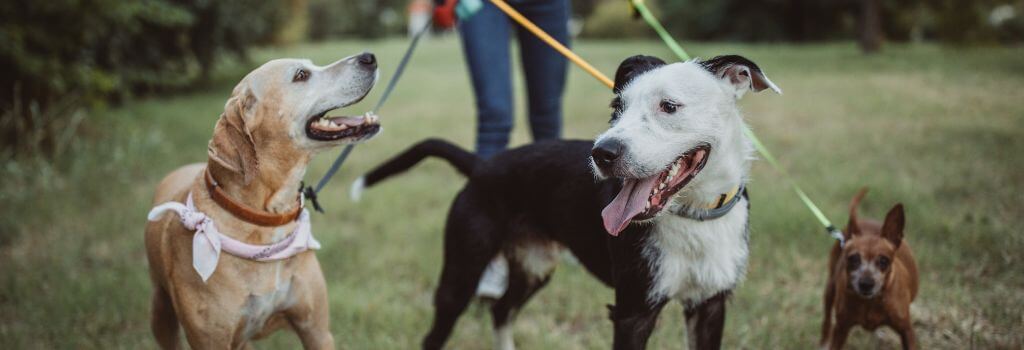 Pet sitter walking three dogs on leashes