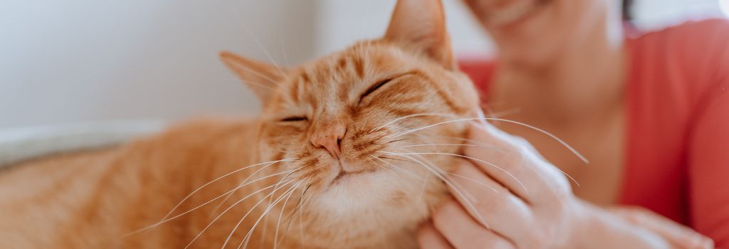 Pet sitter scratching a cat's chin during their visit