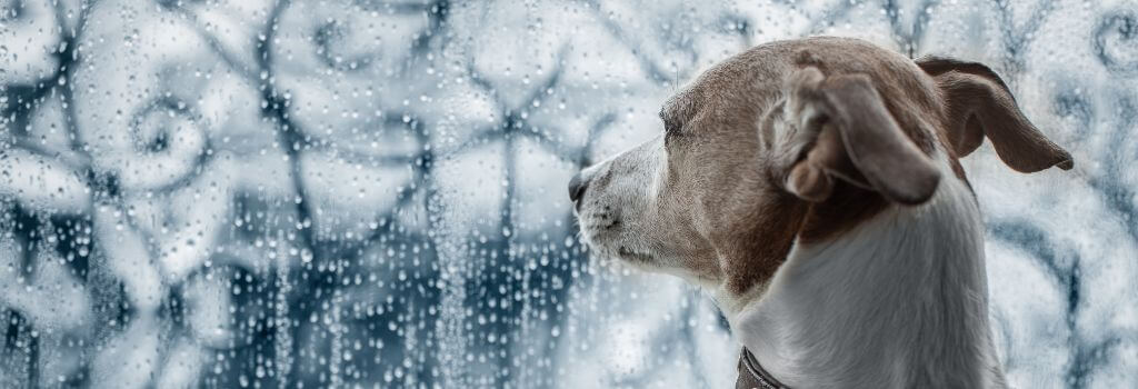 Dog looking out the window at rain. Representation of dog storm anxiety