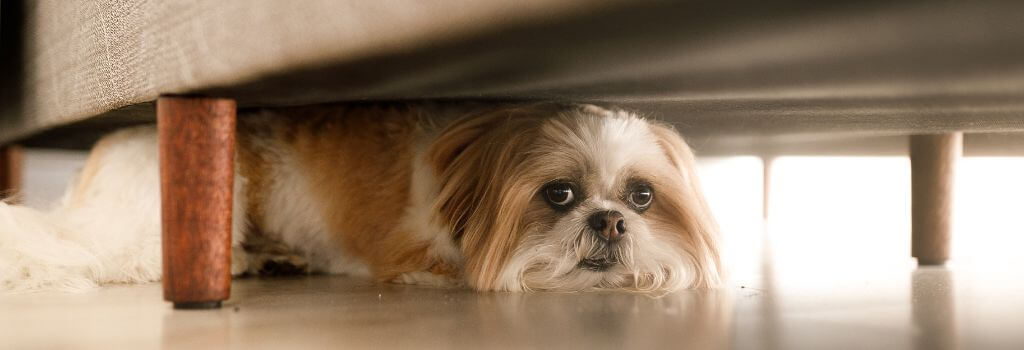 Dog hiding under a bed due to dog storm anxiety