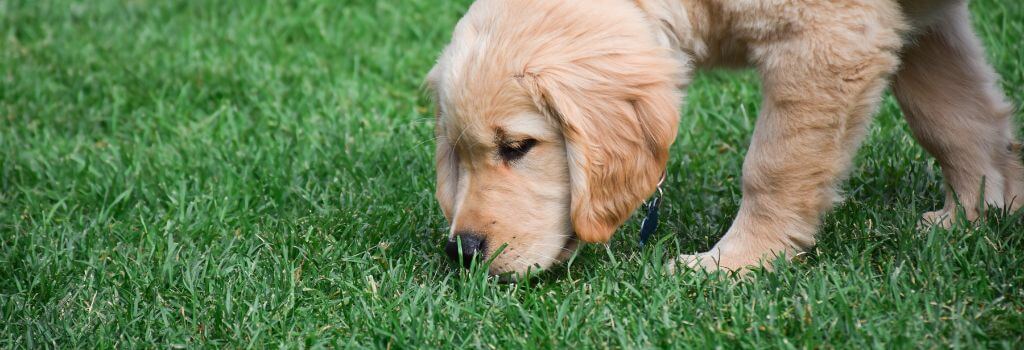 Dog eating grass