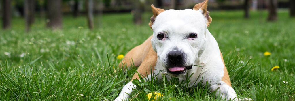 Dog outside laying in grass