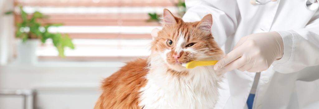 Vet brushing an orange and white cat's teeth
