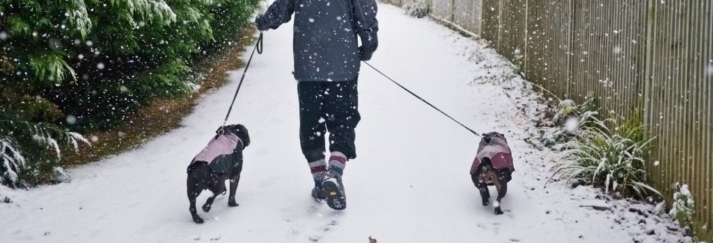Two dogs wearing winter booties and gear on a walk in the now