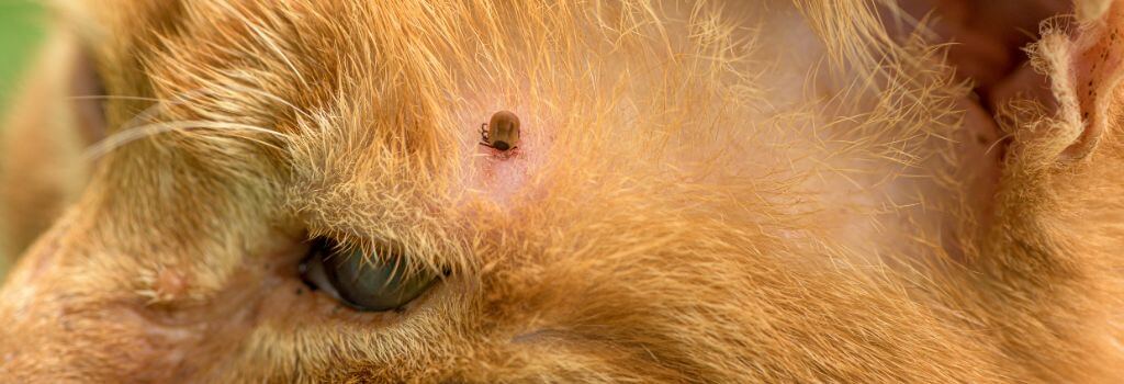 Tick on a cat