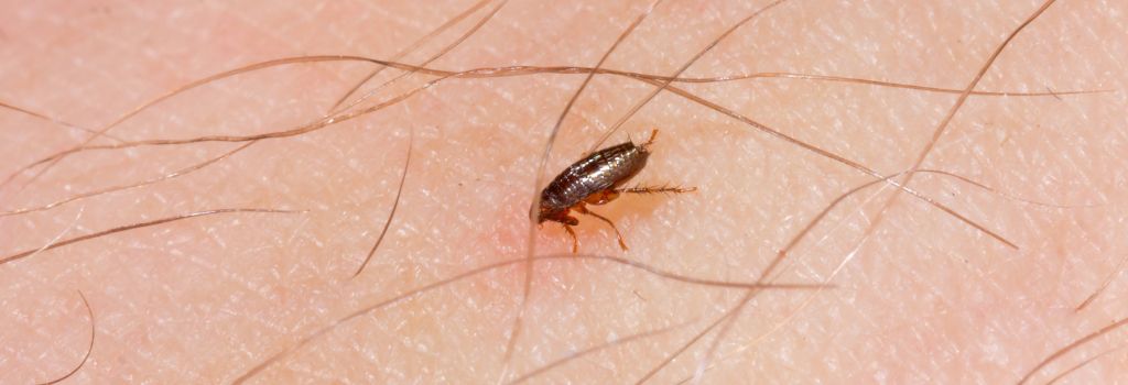 Flea on human skin