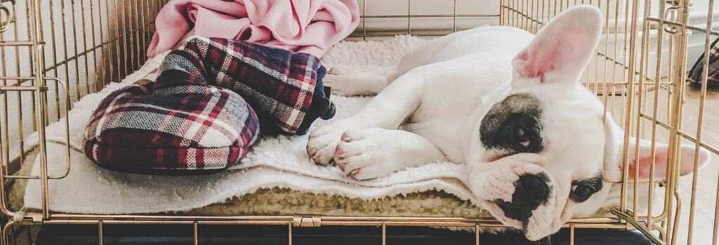 French Bulldog puppy sleeping in crate.
