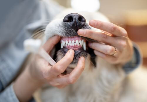 Owner inspecting their dog's teeth for at-home dog dental care