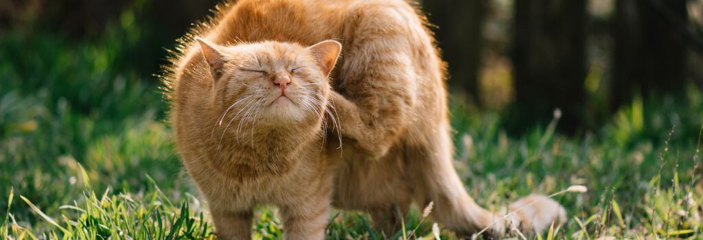 Large orange cat scratching its ear with its foot