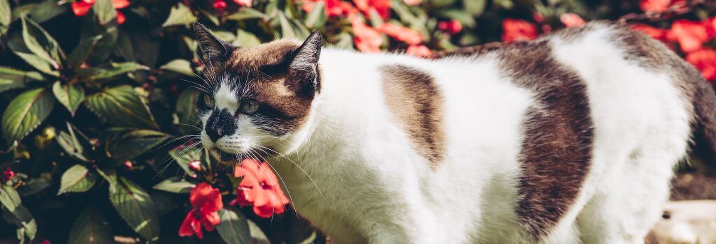 Cat walking outside in front of a flowering bush