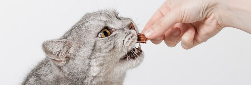 Owner giving a grey cat a treat