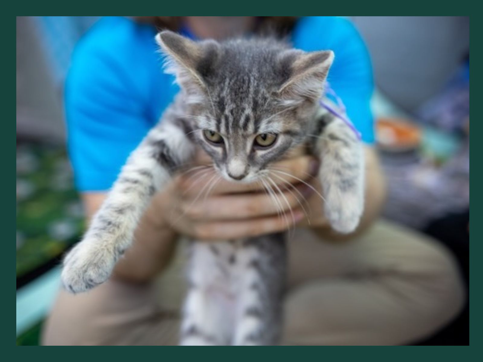 Adoptapalooza 2026 Kitten