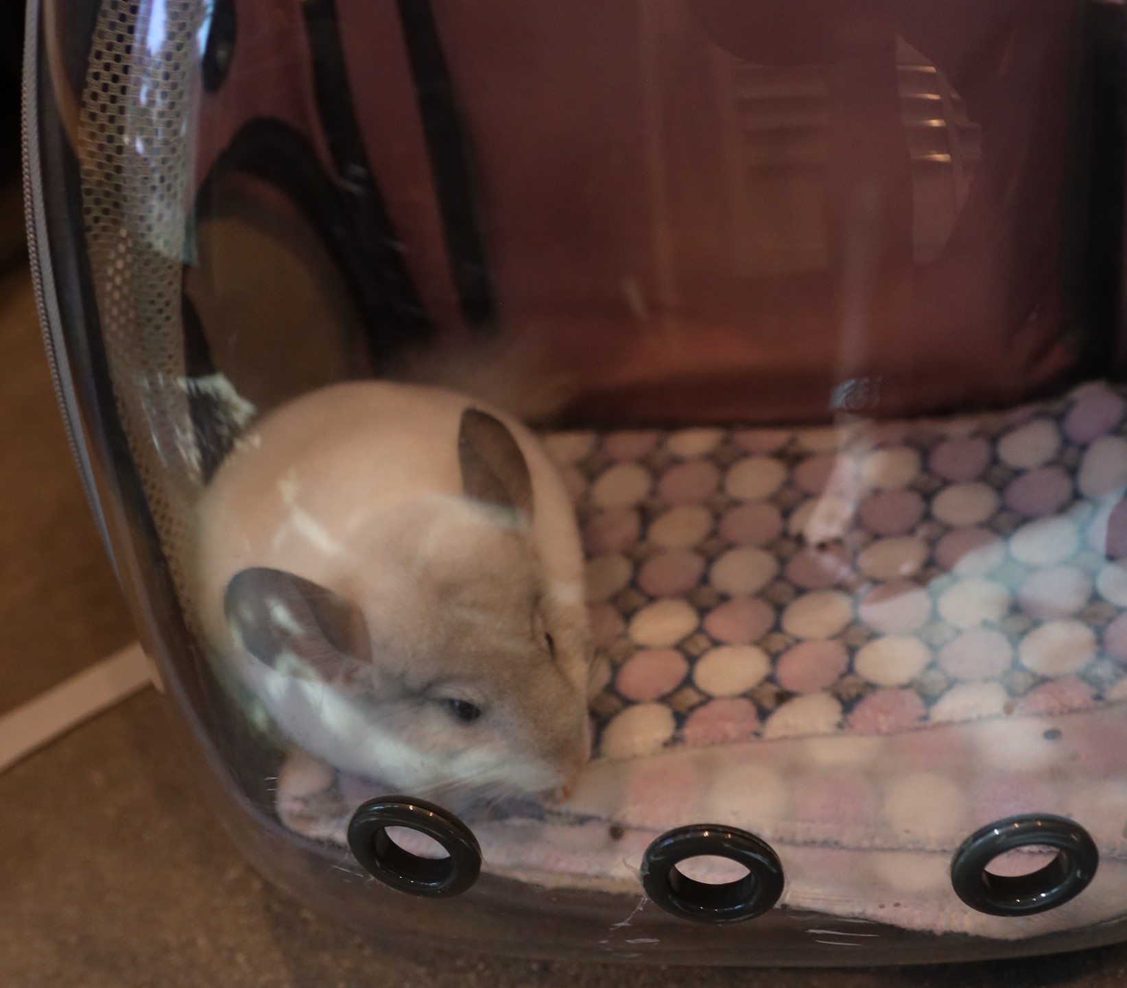 Chinchilla getting vet care at Green Dog Vet in Van Nuys