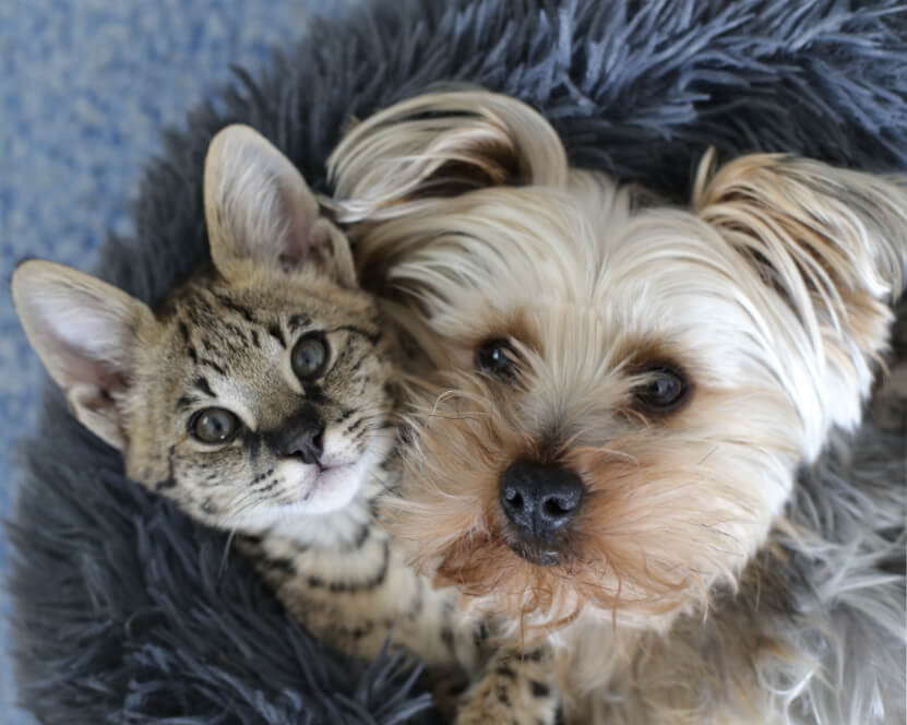 Cat and Yorkshire terrier cuddled together in a cozy bed, representing pet wellness packages in Sherman Oaks