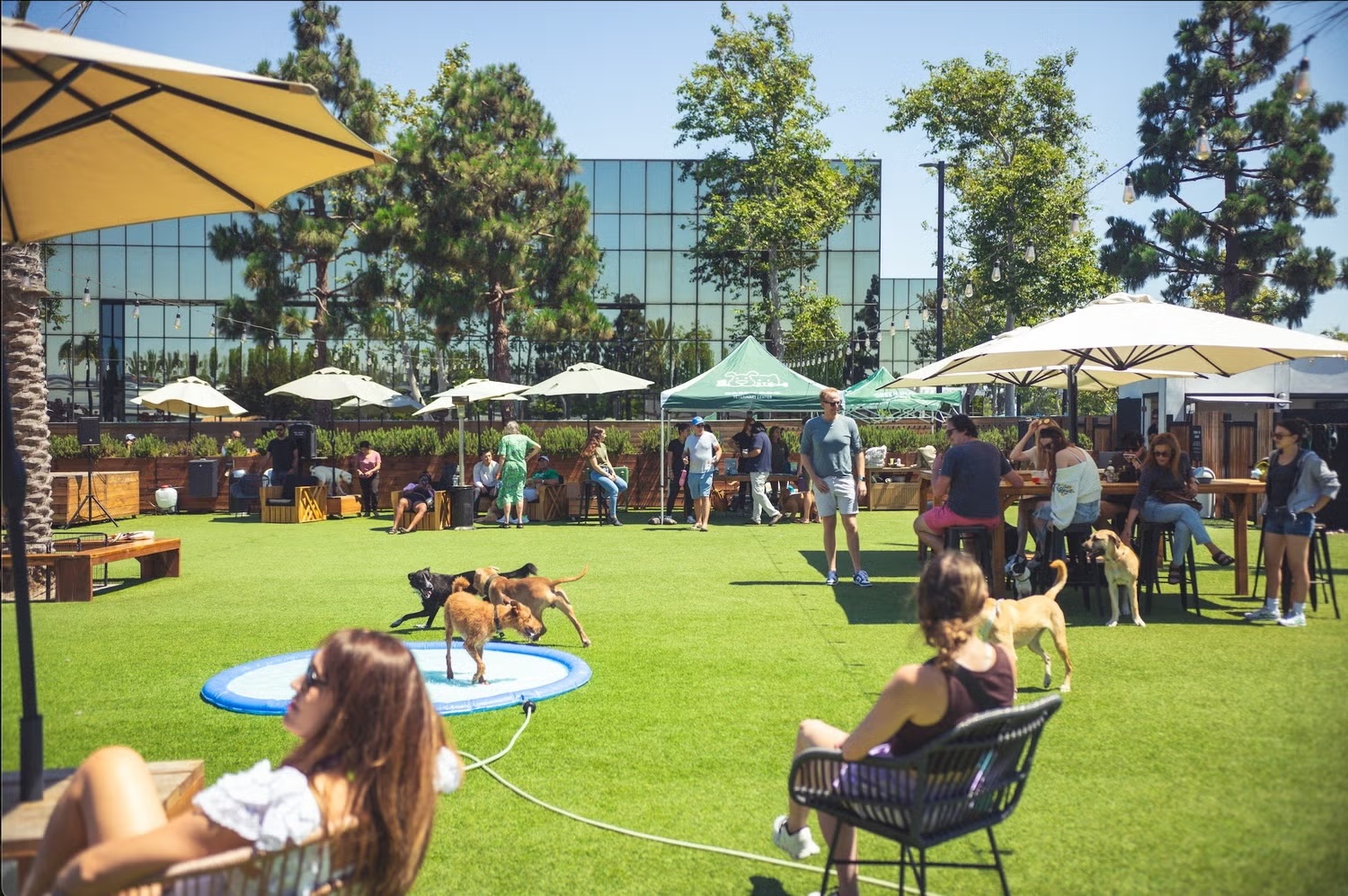 Dogs and their owners enjoying an outdoor pop-up clinic event on a sunny lawn, representing community veterinary services in Sherman Oaks