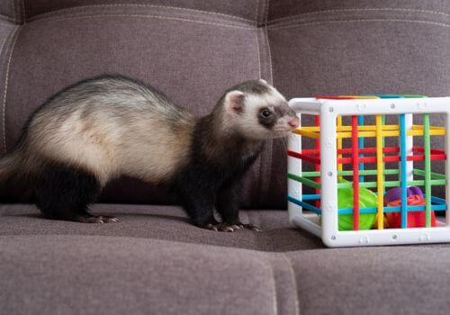 Ferret with box toy