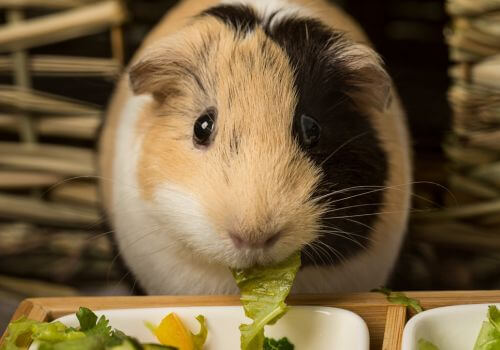 Guinea Pigs