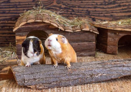 Guinea Pig Living