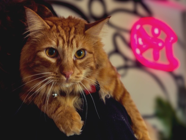 Close-up portrait of a mature orange tabby cat wearing a collar, representing cat senior care services in Sherman Oaks