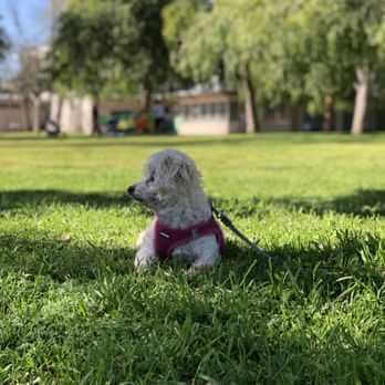 Small white dog resting on the grass at a park in Sherman Oaks, CA