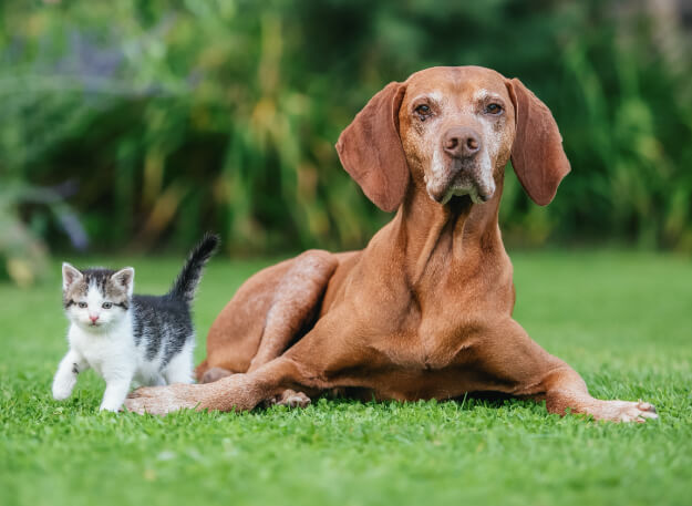 Senior dog resting on grass beside a kitten, representing wellness packages for all life stages in Sherman Oaks