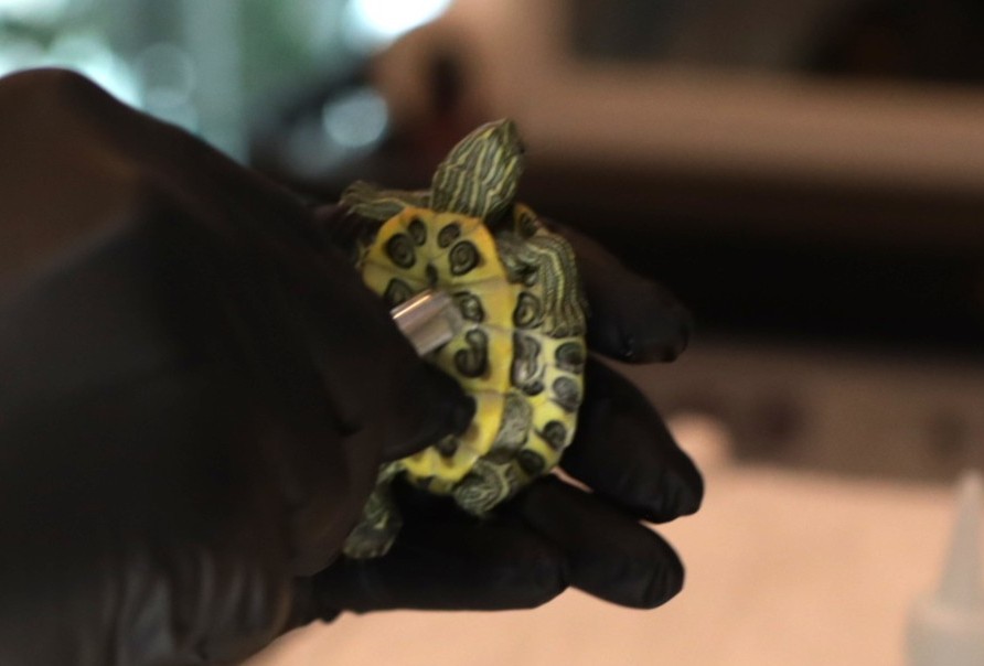Tortoise vet care at Green Dog Vet in Van Nuys