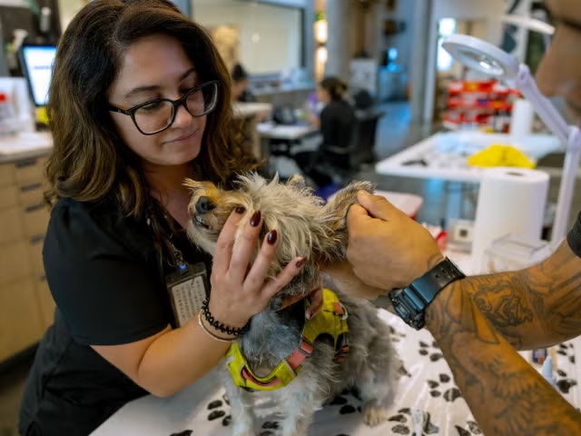 Veterinary staff carefully examining a small dog's face and ears during an internal medicine appointment in Sherman Oaks